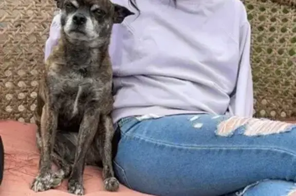 Lost Brindle Chihuahua Mix on Eureka Rd
