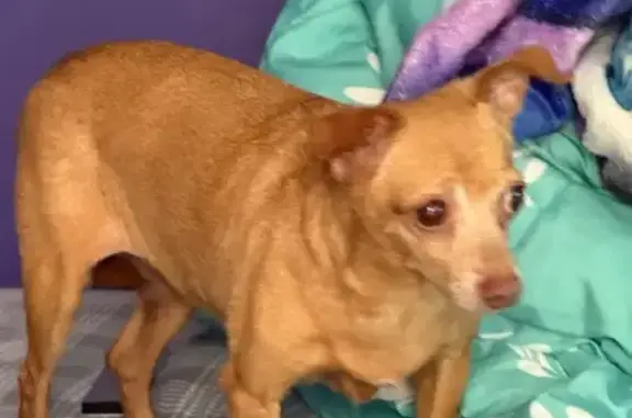 Lost Rust-Colored Dog Near Douglas Lake