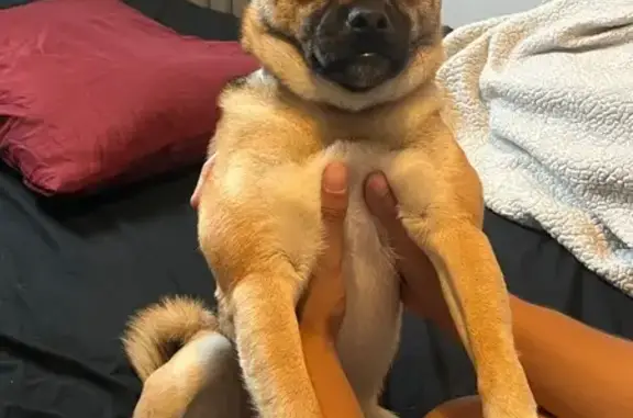 Lost Shiba Mix: Fox-Like Dog on Mastic Rd