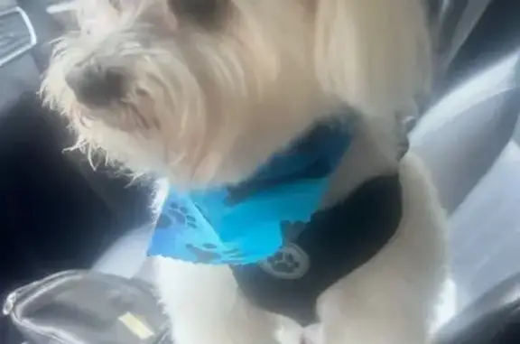 Lost 11-Year-Old White Maltese Dog