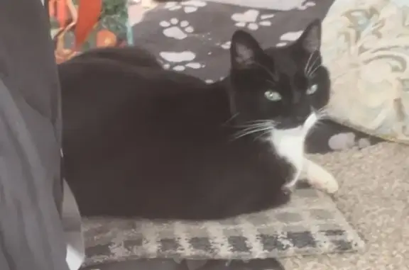 Lost Tuxedo Cat: Sassy & Vocal, Trail Head