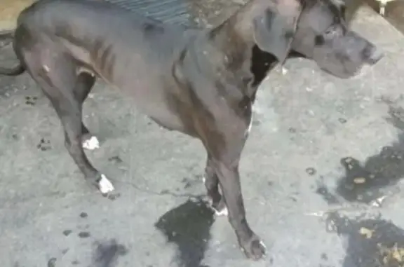 Lost Great Dane: Red Collar in OKC
