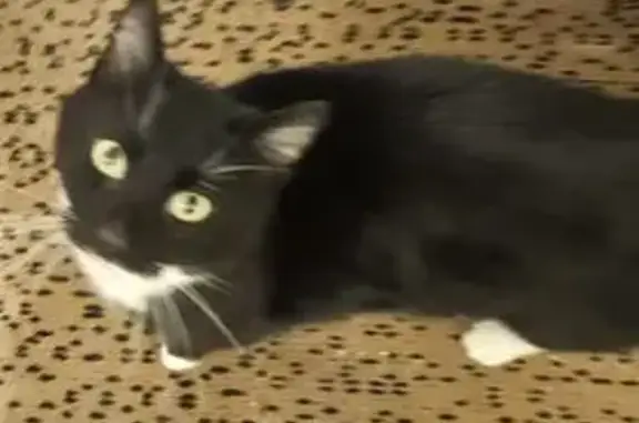 Friendly Male Cat Found on Sandy Lane