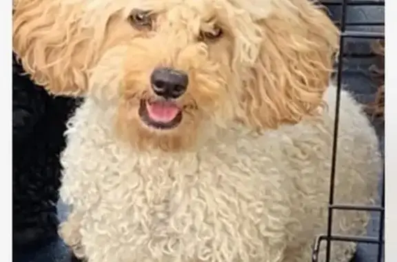 Lost Beige Toy Poodle on Madison Ave