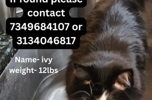 Lost Black & White Cat in Livonia