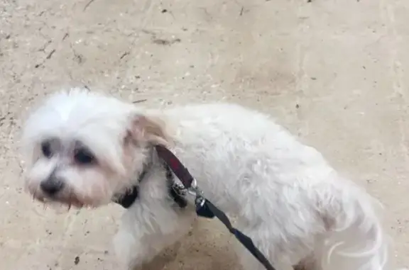 Lost White Maltese on 65th Street