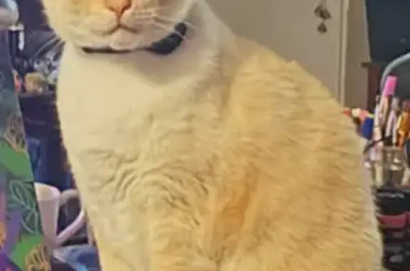 Help Find Morty: Lost Siamese in Gresham!