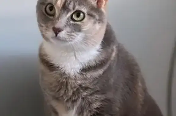Gatos perdidos, , foto: ¡Gato Gris Perdido! Recompensa Ofrecida
