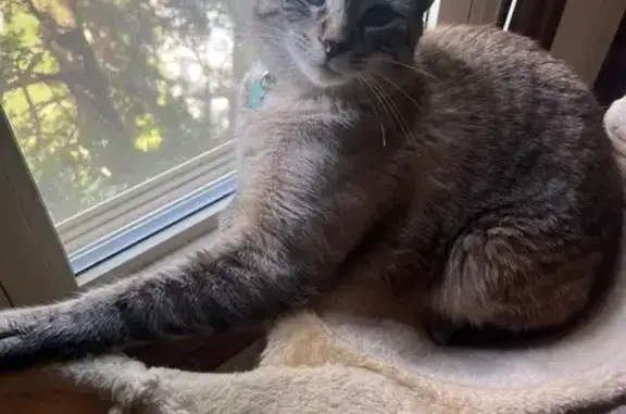 Lost Cat: White & Silver Stripes in Dublin