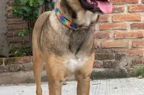 Perro Perdido: Collar Negro, Nombre Naranja