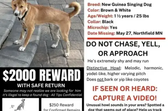 Lost Dog: White & Reddish - Northfield