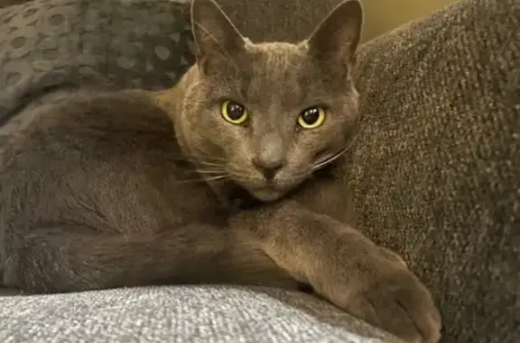 Missing Cat: Meadowbrook Rd, Phippsburg