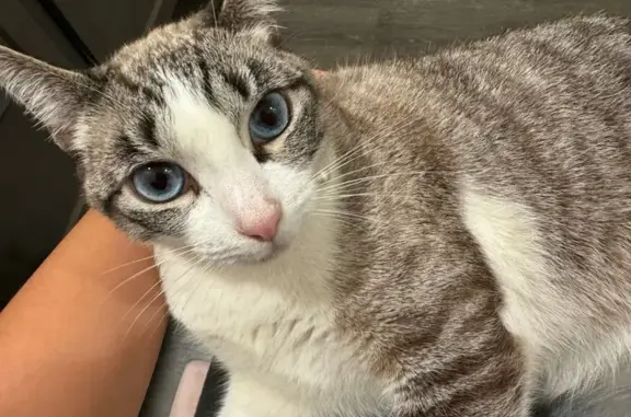 Missing cat DeSoto, photo: Lost Cat Snow: Big Blue Eyes in DeSoto