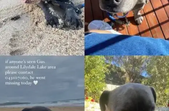 Missing dog Yarra Ranges, photo: Lost Dog: Friendly Blue Staffy, Yarra Ranges