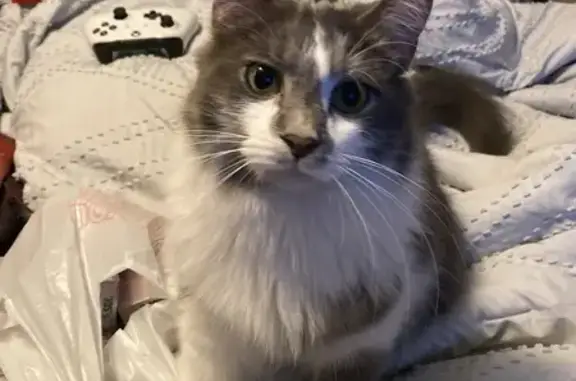 Missing cat Elfers, photo: Lost Cat Alert: Amore Missing in Elfers