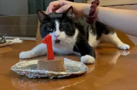 Gatos perdidos, L'Hospitalet de Llobregat, foto: ¡Ayuda! Gato Silvestre perdido en L'Hospitalet