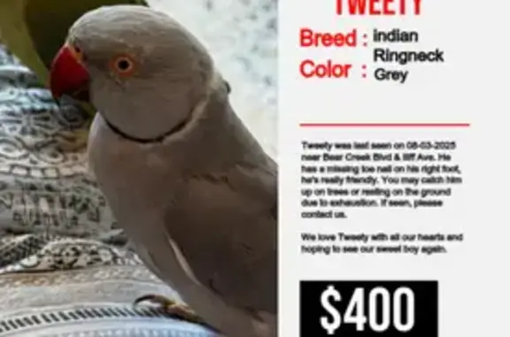 Lost Bird: Missing Toenail in Lakewood