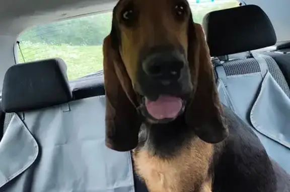 Animaux trouvés , photo: Chien Bruno du Jura trouvé à Vaux-lès-Saint-Claude
