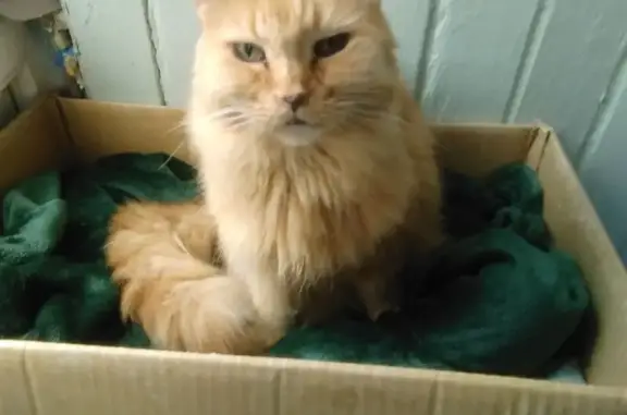 Lost Elderly Cat Nico: Vulnerable & Friendly
