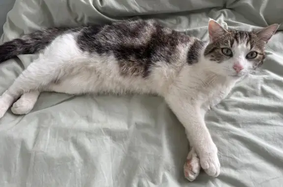 Chat perdue, tache noire sous coussinet - photo