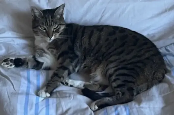 Animaux perdus Tourrettes-sur-Loup, photo: Chatte perdue à Tourrettes-sur-Loup