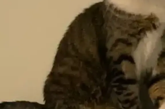 Perdu : Chat tigré gris à Mulhouse - photo