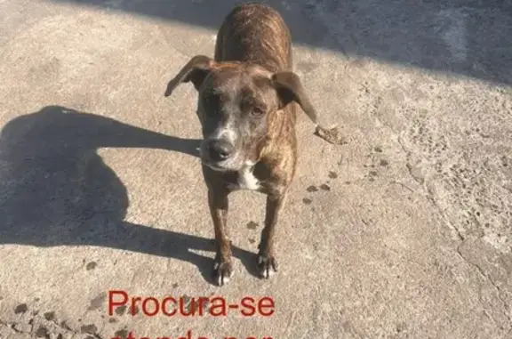 cachorro desaparecida
