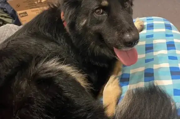 Lost German Shepherd: Mannara Drive, 33