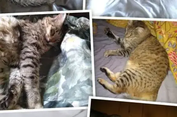 Animaux perdus , photo: Chatte perdue Amber, tabby marron clair