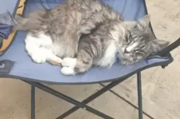 Lost Grey Fluffy Cat: Lightning, Donovans
