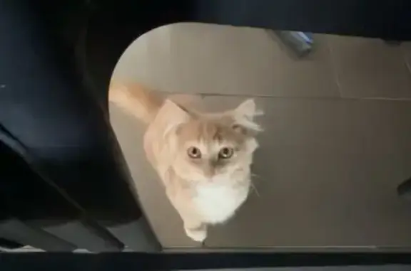 Missing Cat with Bell: Bayside Alert!