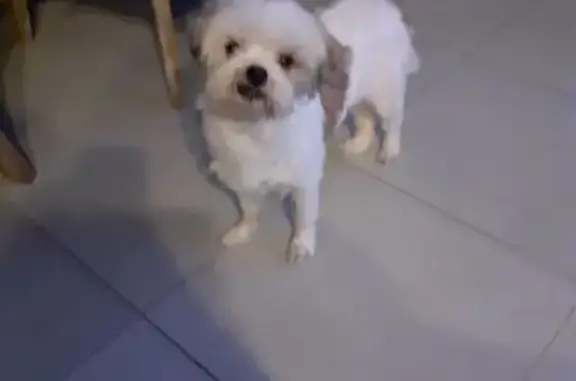 Shih Tzu blanc perdu à La Seyne-sur-Mer - photo
