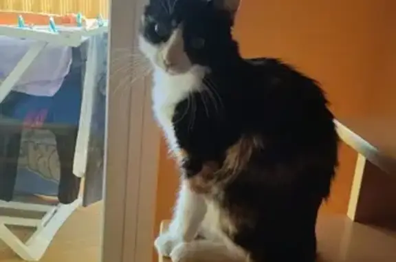 Gatos perdidos, , foto: Gata Tricolor de 11 Meses Perdida en Tordera