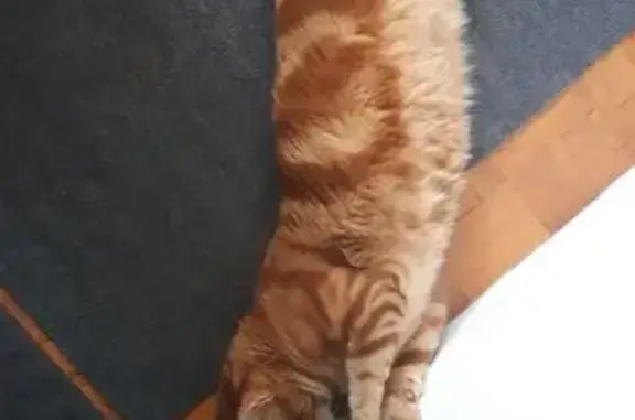 Chat perdu : mâle roux 2 ans, chemin de Tiran - photo