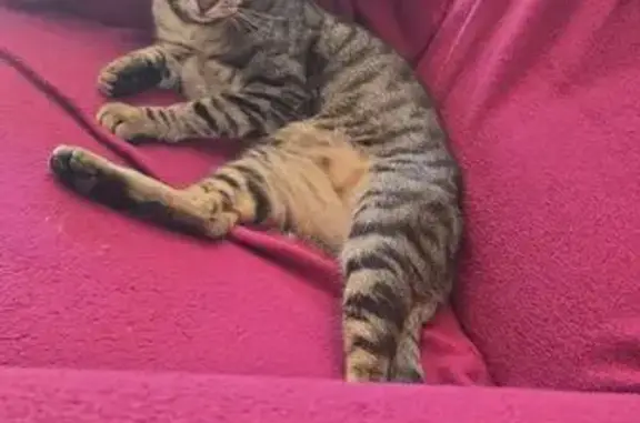 Chat mâle tigré sociable trouvé à Nice - photo