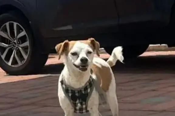 Perrita Chica Perdida en CDMX: Blanca y Café