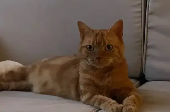 Chatte Rousse Perdue, Yeux Verts, Cannes - photo
