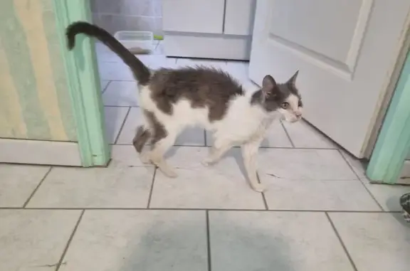 Chat trouvé , photo: Chatte maigre trouvée, blanche et grise