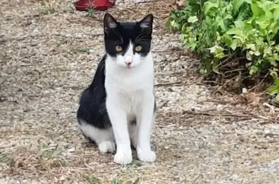 Chaton noir et blanc trouvé à Gardanne - photo