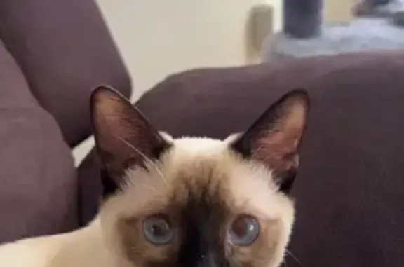 Lost Siamese Cat: Friendly & Bicolor