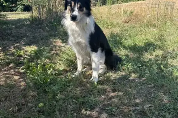 Animaux trouvés , photo: Chien trouvé à Golinhac, Le Poteau