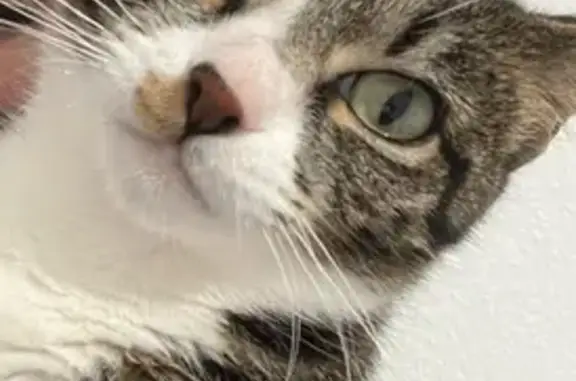 ¡Gatita Perdida en Málaga! Ayuda Urgente