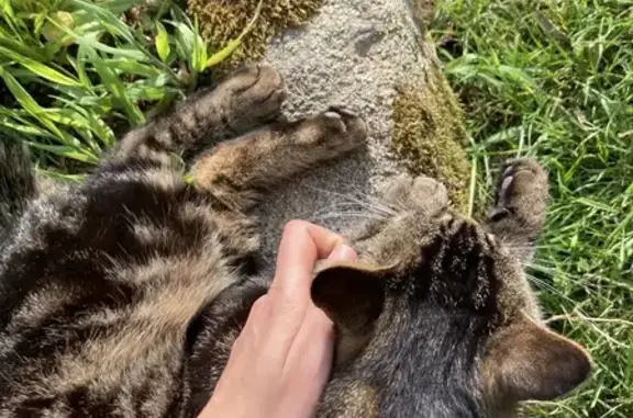 Chat tigré perdu à Bazouges-la-Pérouse - photo