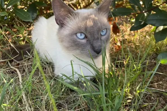 Animaux perdus , photo: Chat perdue, type Birmanie, Chauffours