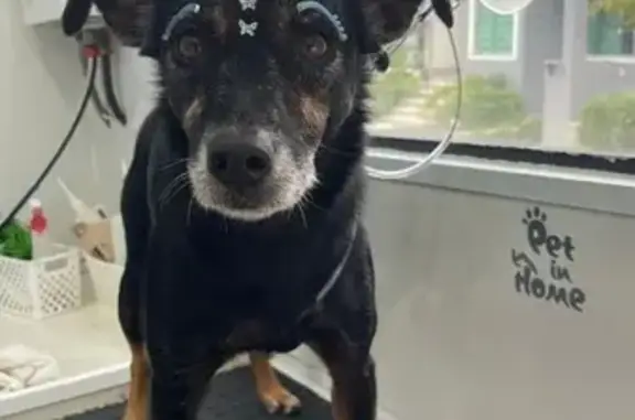 cachorro desaparecida