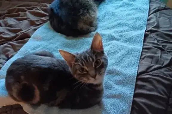 Chatte perdue Tigré gris, yeux marron - photo