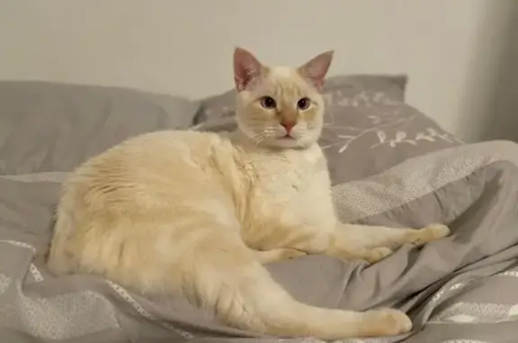 Chat perdu, Nice, photo: Chat perdu : Zéphyr, blanc beige, Nice