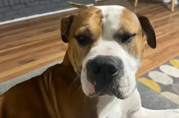 Lost and found pets Jacksonville, photo: Lost: White & Brown Bulldog in Jacksonville