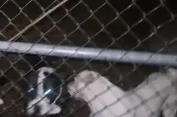 Lost Pitbull: Black & White, Kennedale