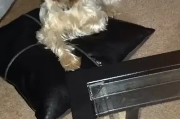 Missing Yorkie: Duke, 14, Needs Meds!